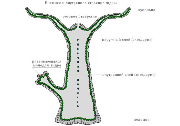 Как подключиться к даркнету